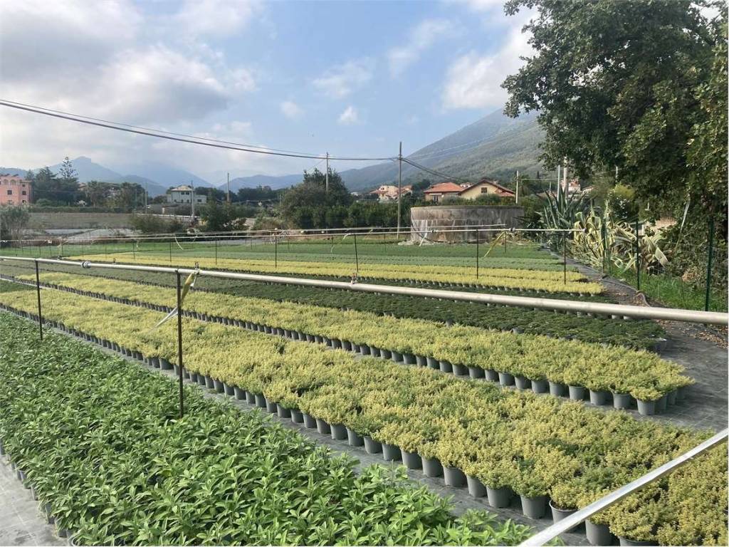 Terreno a Albenga - Foto 4