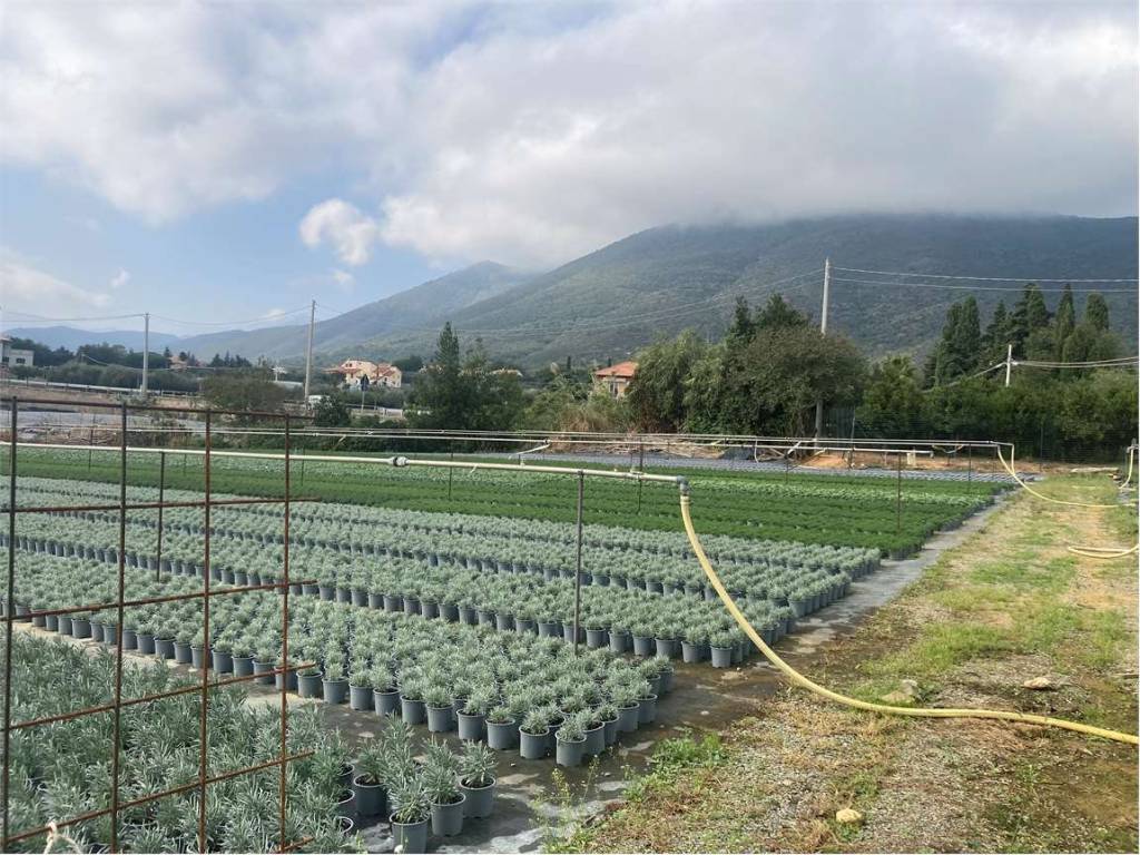 Terreno a Albenga - Foto 5