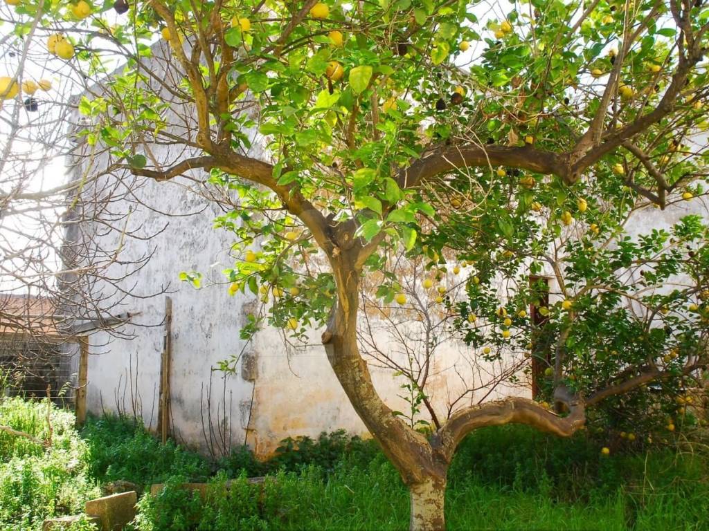 Casa indipendente a Presicce-acquarica in Via Palestro - Foto 3