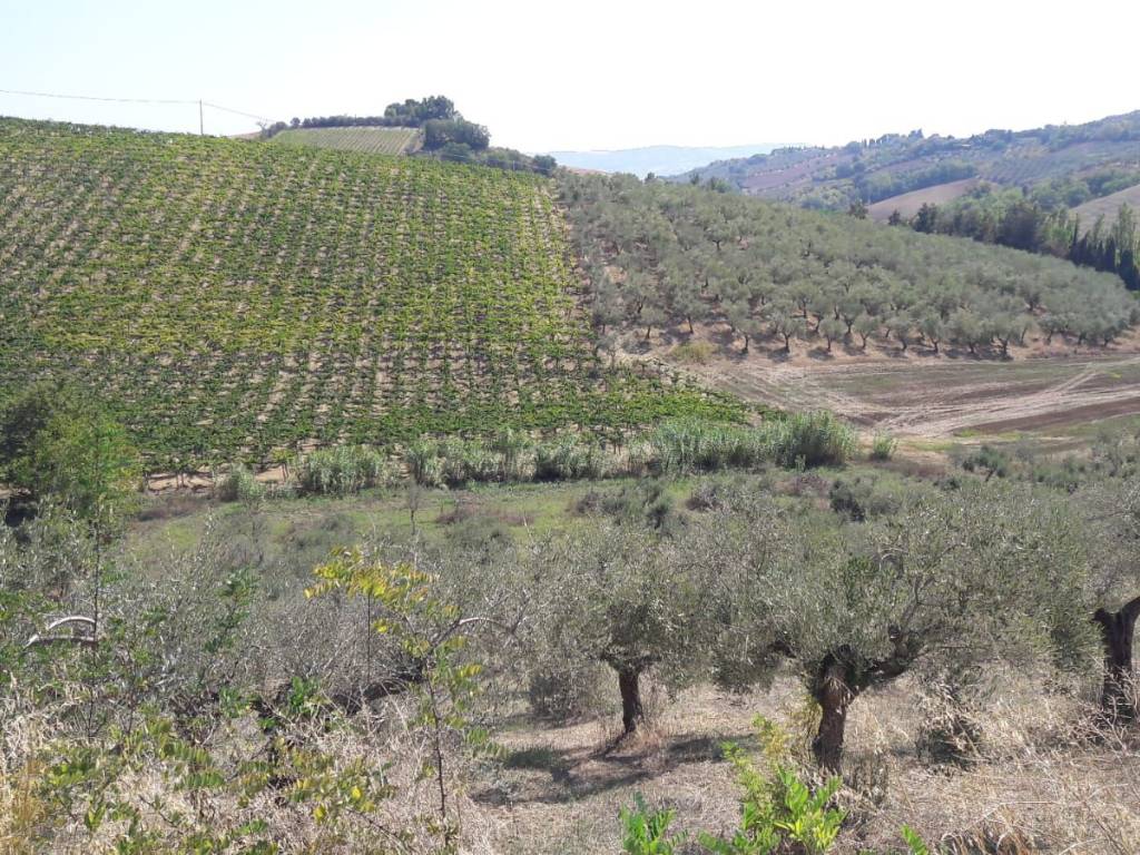 Terreno a Spoltore in Strada Provinciale Cappelle Caprara - Foto 3