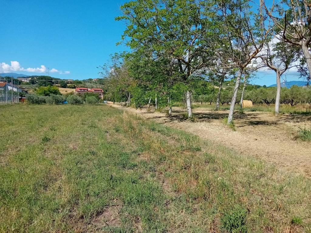 Terreno a Alanno - Foto 4