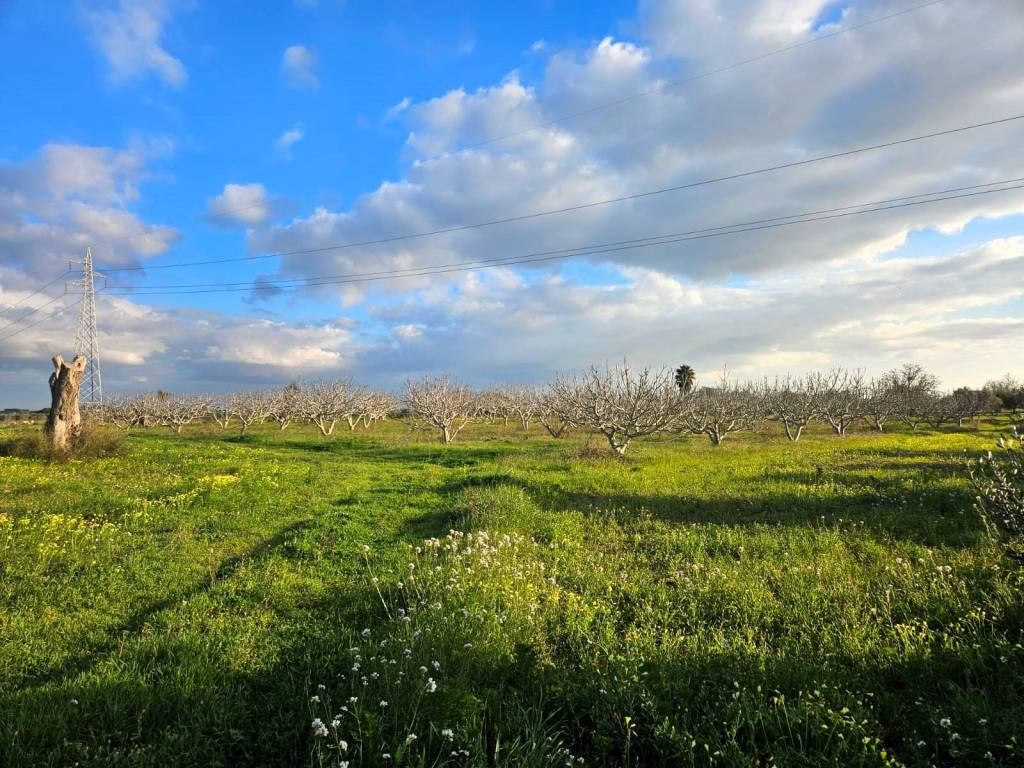 Terreno a Alezio in Strada Provinciale San Nicola Alezio Taviano - Foto 4