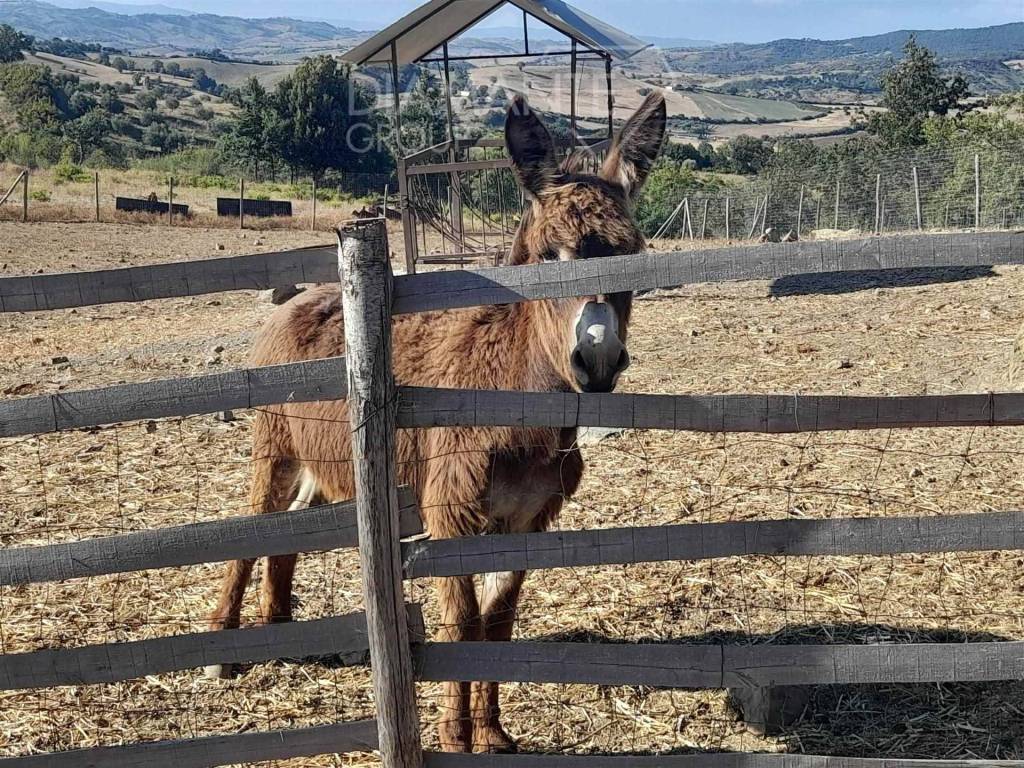 Immobile a Roccalbegna in roccalbegna - Foto 5