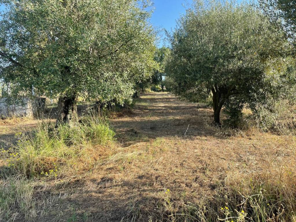 Rustico / casale a Teano in SAN MARCO DI TEANO - Foto 3