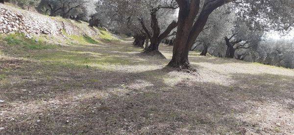 Terreno a Bucciano - Foto 2