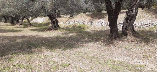 Terreno a Bucciano - Foto 3