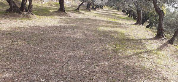 Terreno a Bucciano - Foto 4