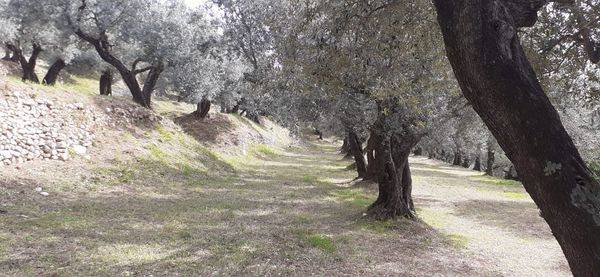Terreno a Bucciano - Foto 5