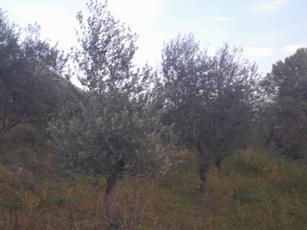 Terreno a Moiano - Foto 3