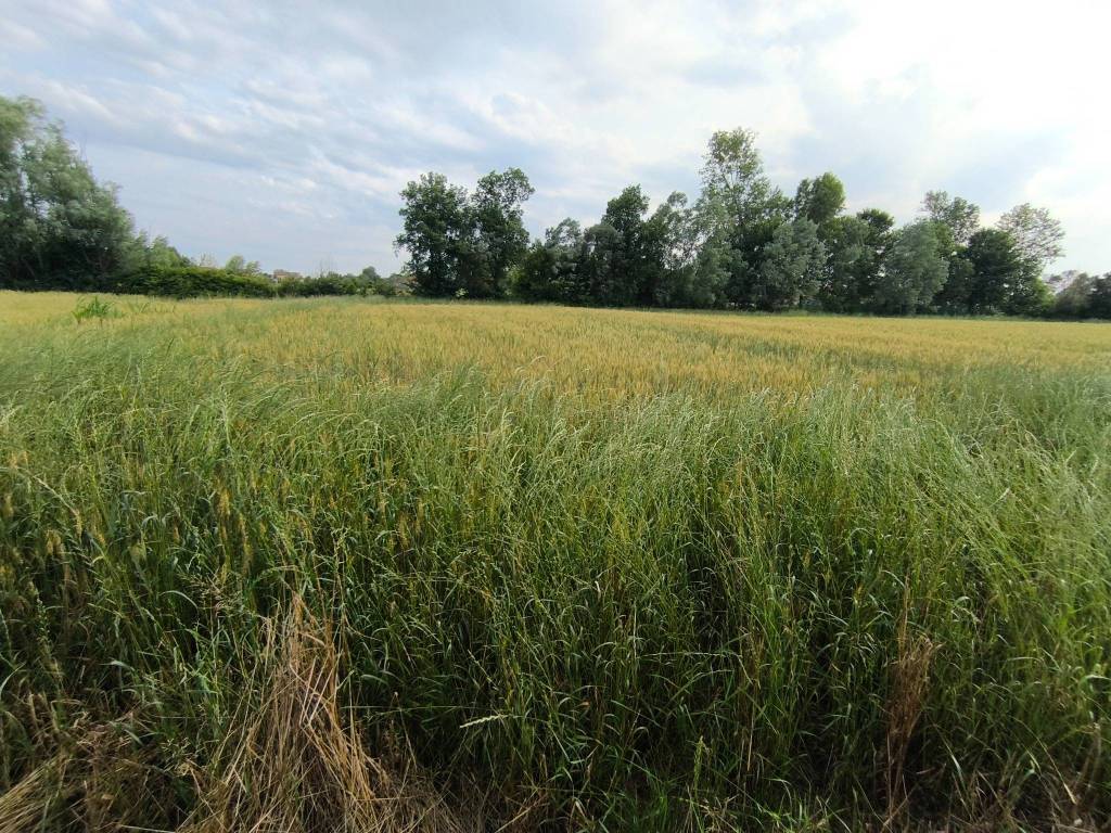 Terreno a Campodarsego in Via Bosco 1 - Foto 2