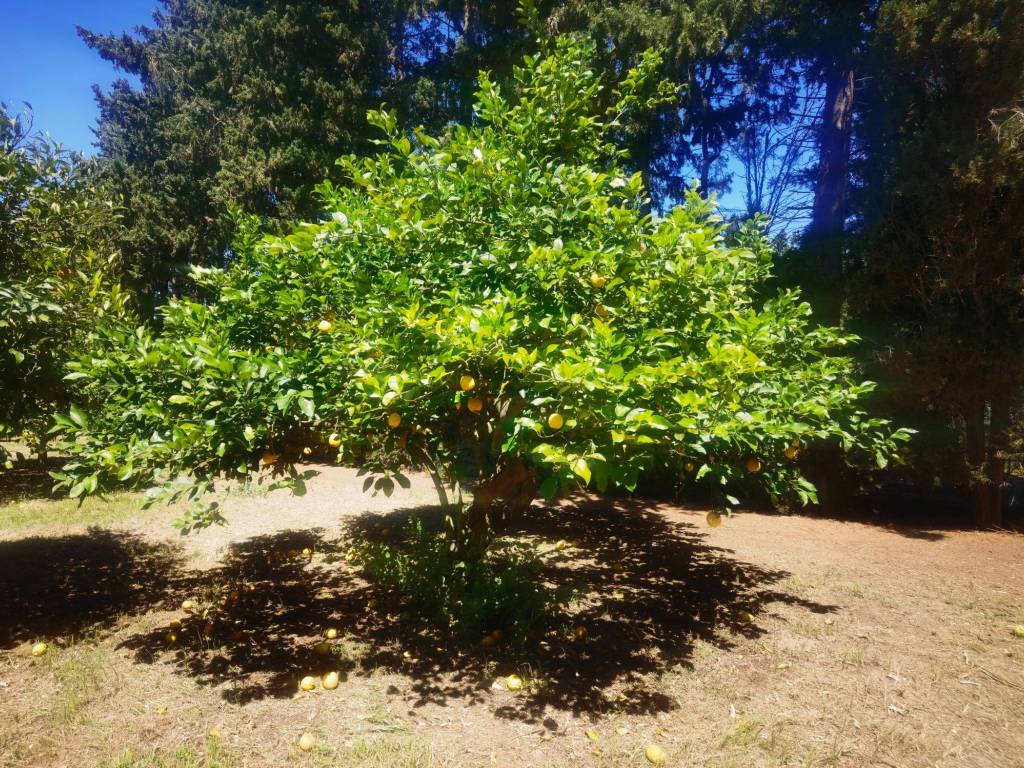 Terreno a Muravera in Via Sarrabus - Foto 3