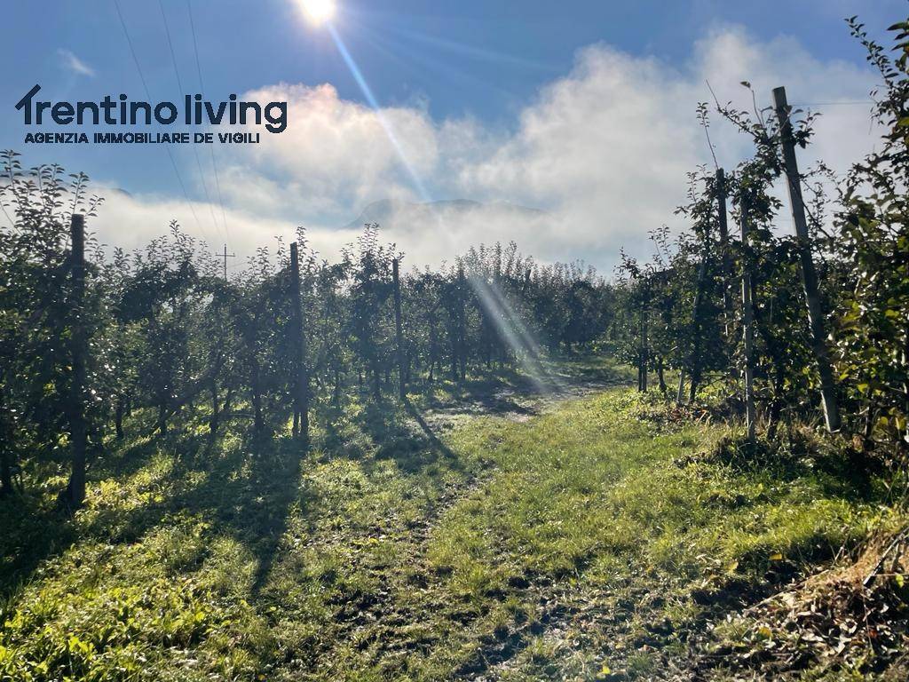 Terreno a Campodenno - Foto 3