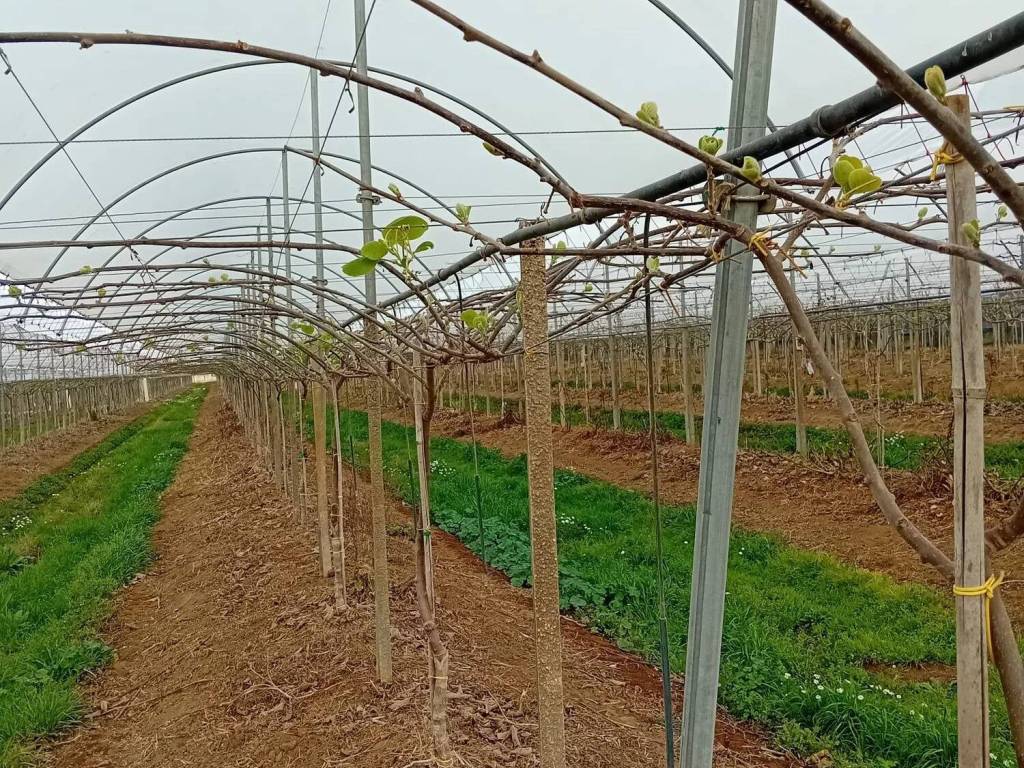 Terreno a Latina in Strada Ferriere - Foto 2
