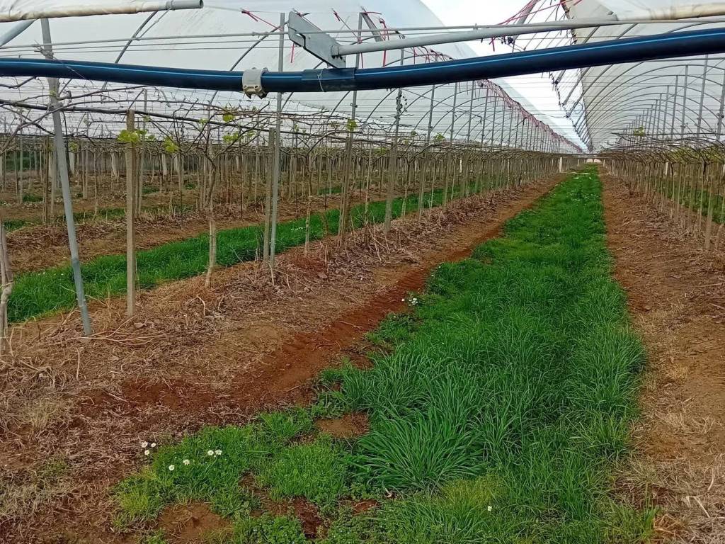 Terreno a Latina in Strada Ferriere - Foto 3