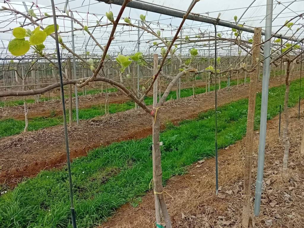 Terreno a Latina in Strada Ferriere - Foto 4