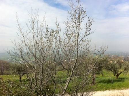 Rustico / casale a Assisi in Via Pieve di Sant'Apollinare, 10 - Foto 2