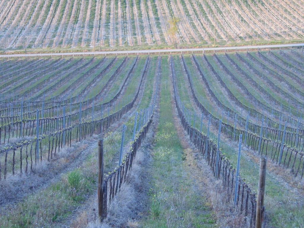 Rustico / casale a Cinigiano - Foto 2