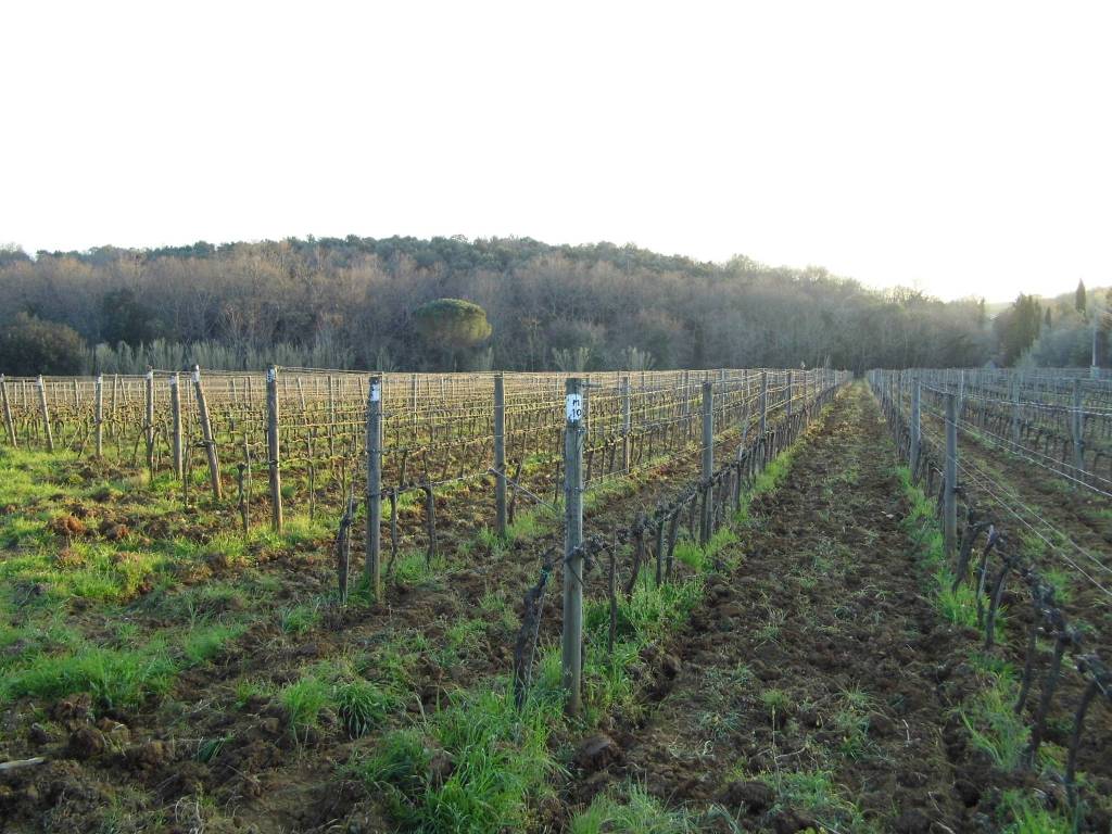 Rustico / casale a Cinigiano - Foto 3
