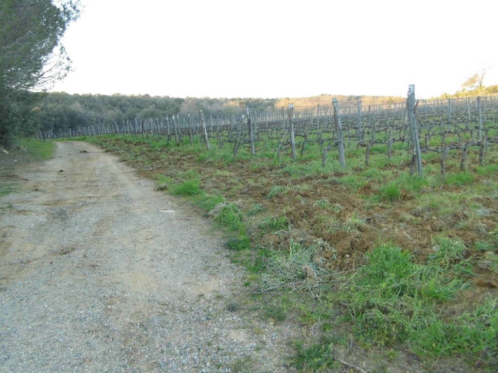 Rustico / casale a Cinigiano - Foto 4