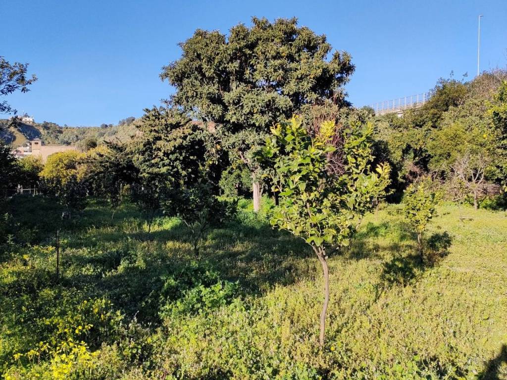 Terreno a Reggio calabria in Contrada Zuccalà, 5 - Foto 5