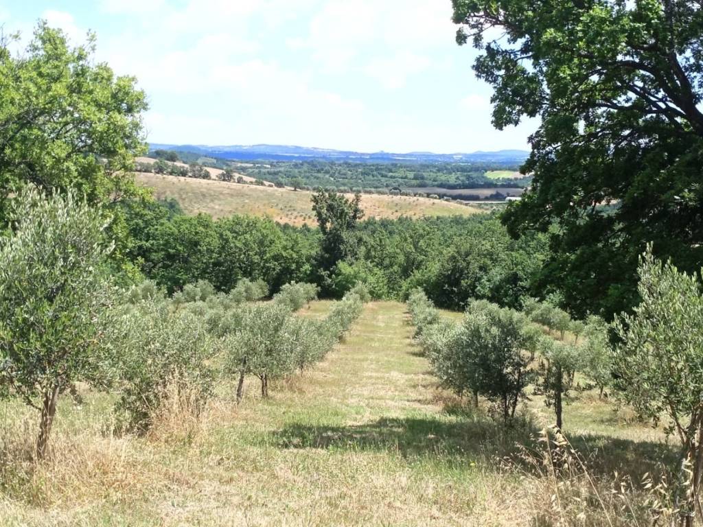 Rustico / casale a Sorano - Foto 2