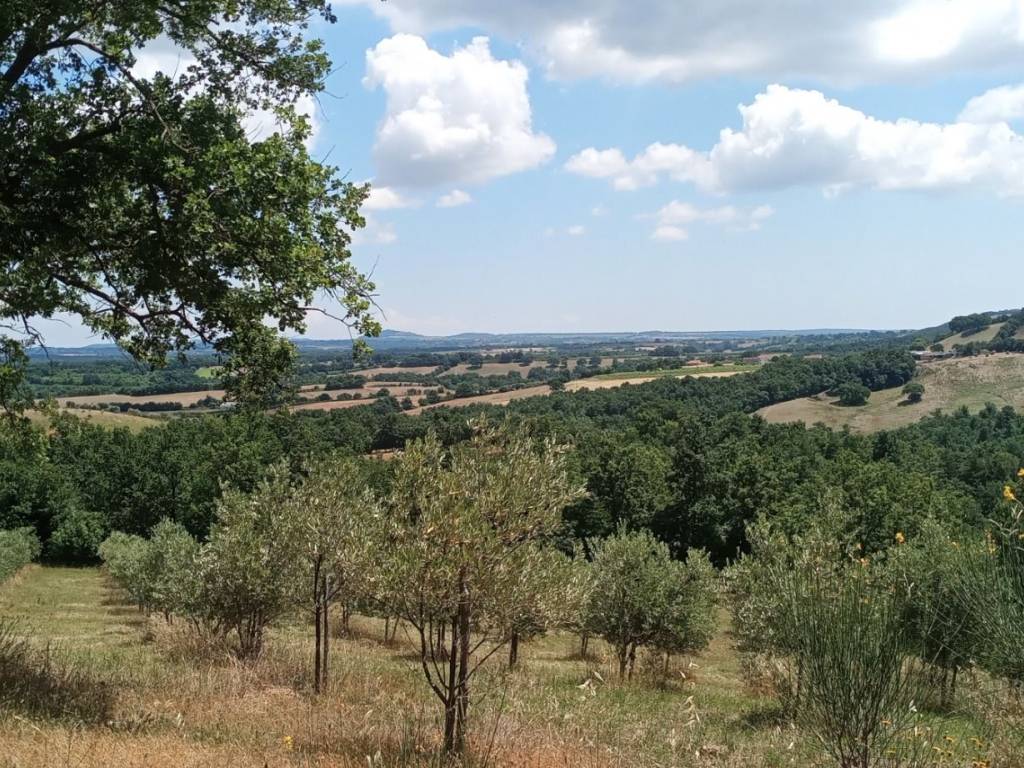 Rustico / casale a Sorano - Foto 4