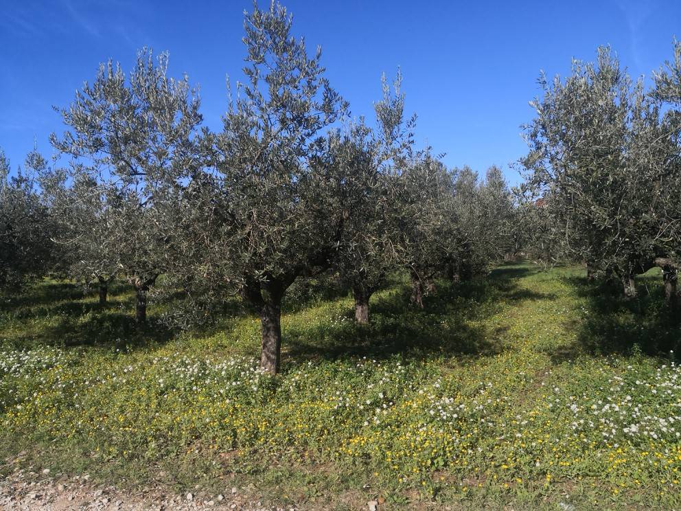 Terreno a Vasto in Strada Vicinale del Frutteto - Foto 2