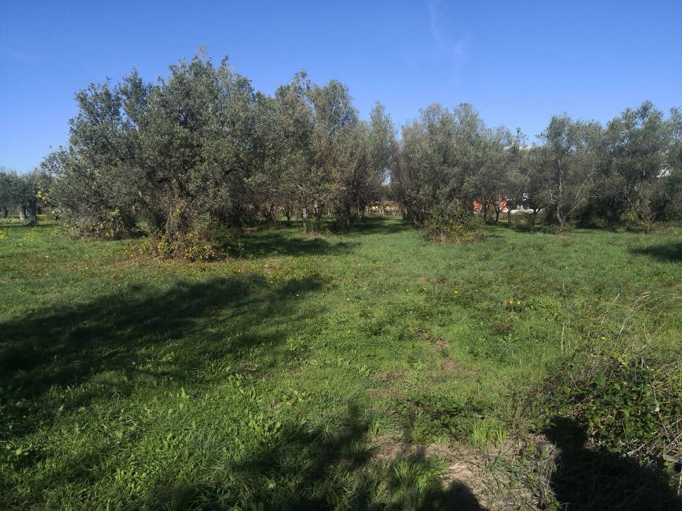 Terreno a Vasto in Strada Vicinale del Frutteto - Foto 3