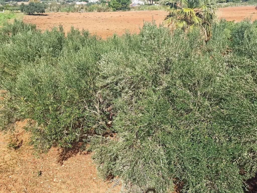 Villa a Castellammare del golfo in Contrada Fraginesi S.N.C. - Foto 3