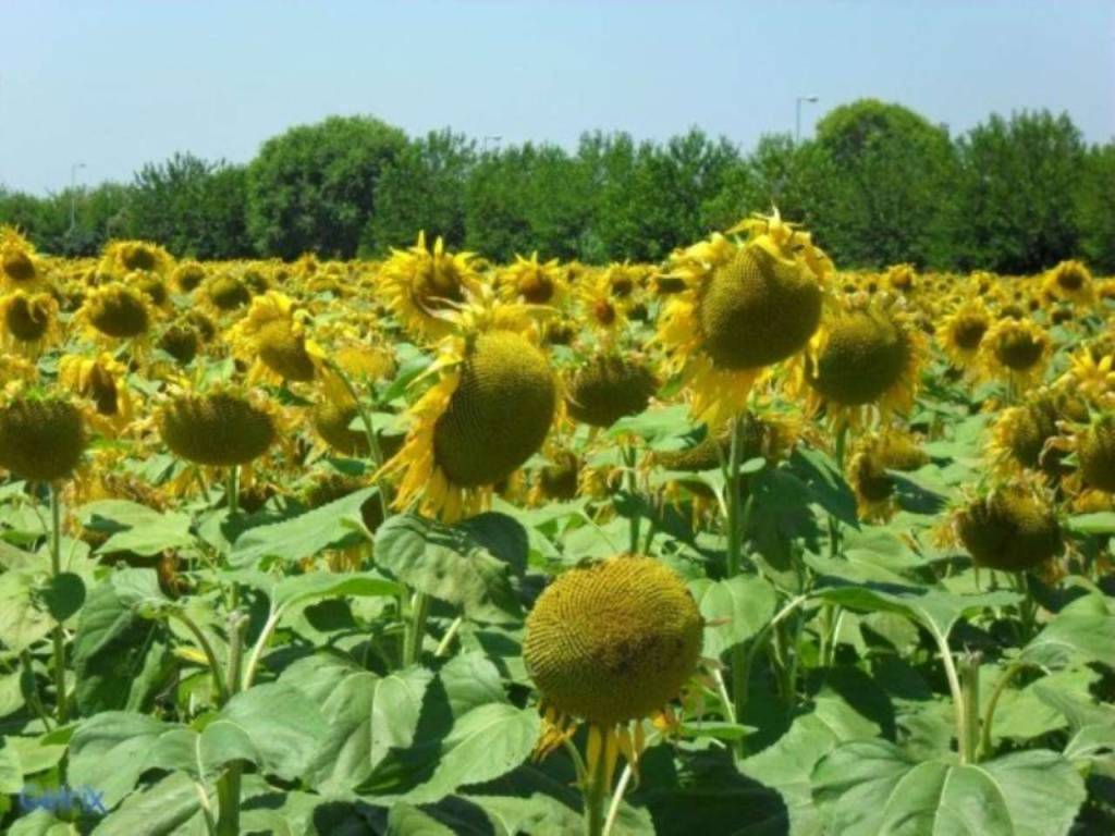 Terreno a Rimini in via San Paolo 24 - Foto 3