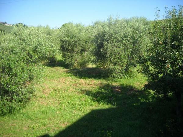 Rustico / casale a Sant'omero in Strada Provinciale 13 - Foto 3