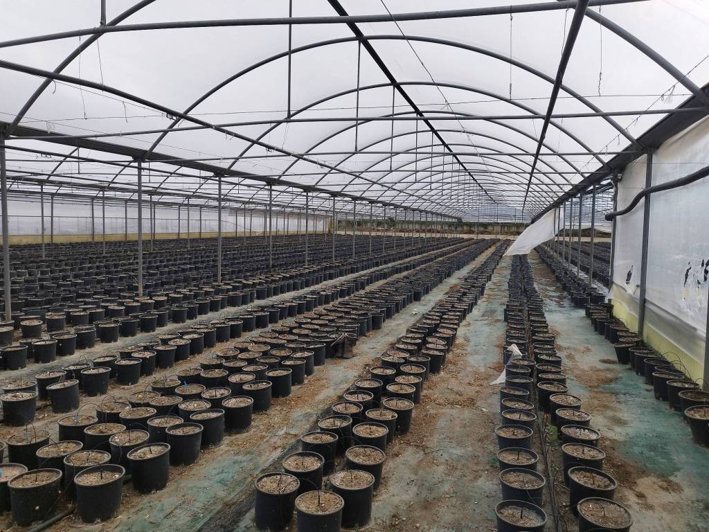Terreno a Scafati - Foto 3