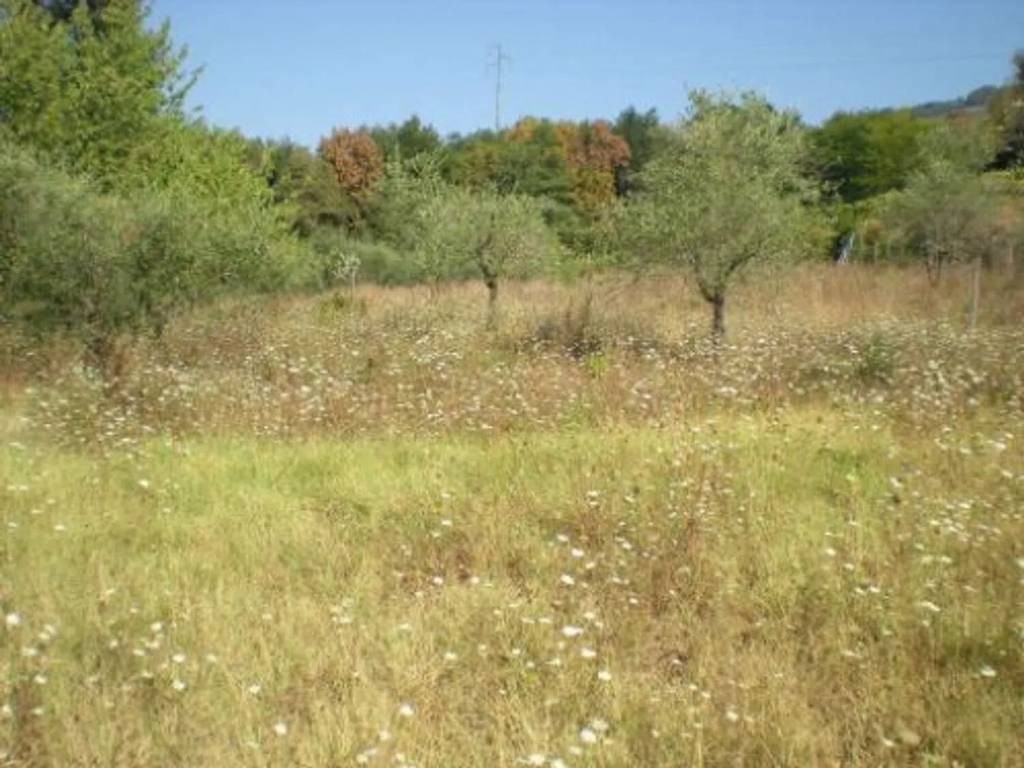 Terreno a Buggiano - Foto 4
