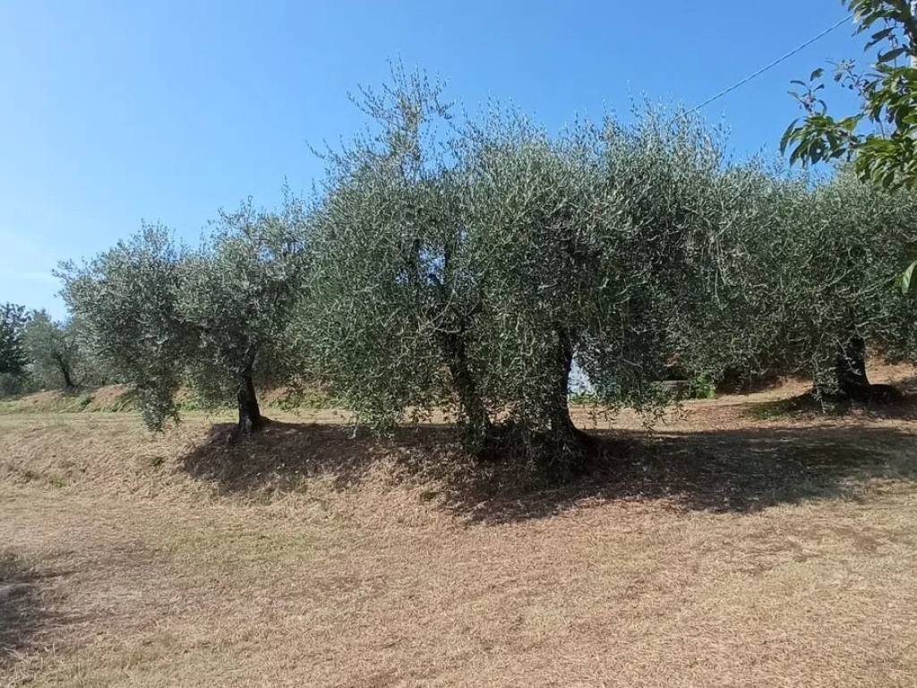 Terreno a Pescia in Via Delle Puzzole S.N.C. - Foto 5