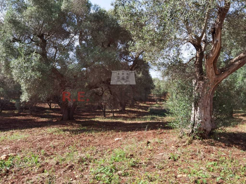 Rustico / casale a Ceglie messapica - Foto 3