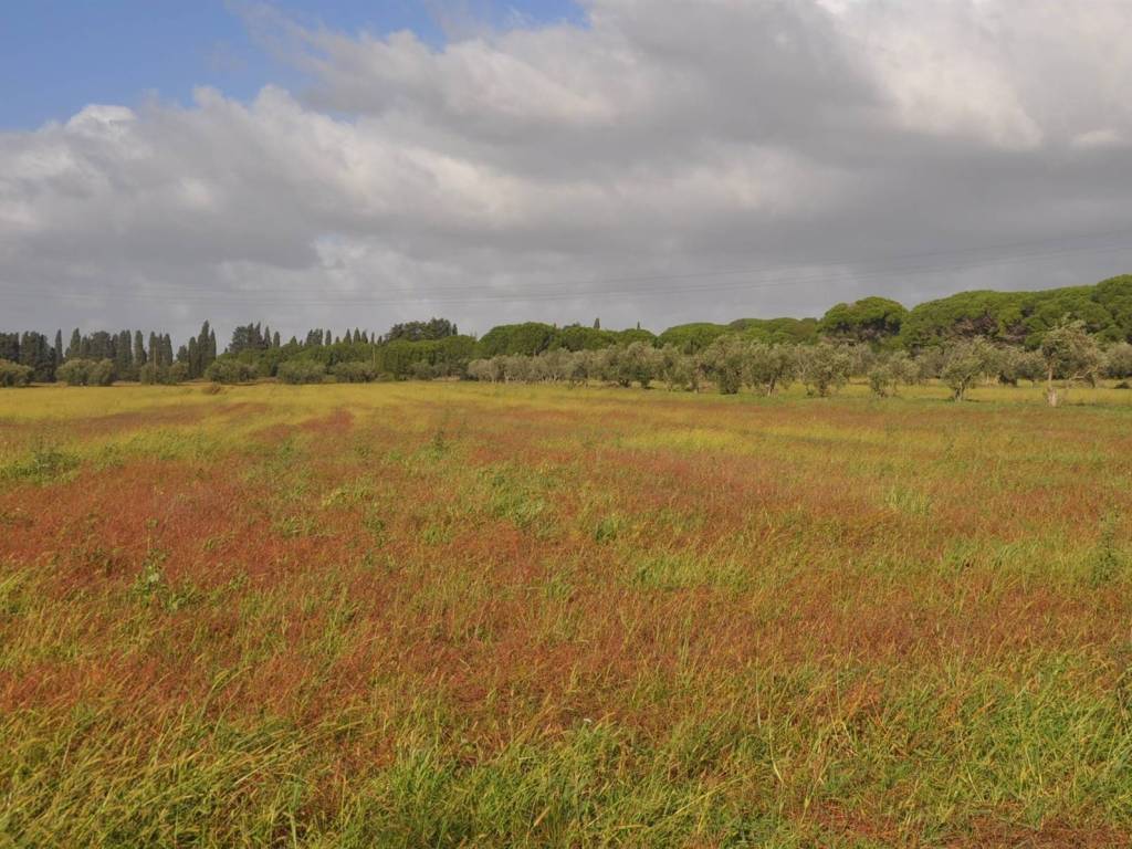 Villa a Rosignano marittimo in Stradone del Tripesce - Foto 2