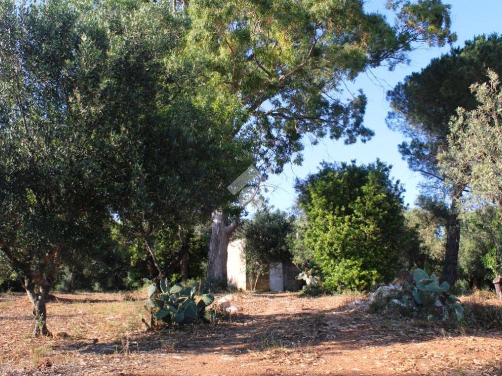 Rustico / casale a Carovigno in Contrada contrada Catanzani - Foto 3