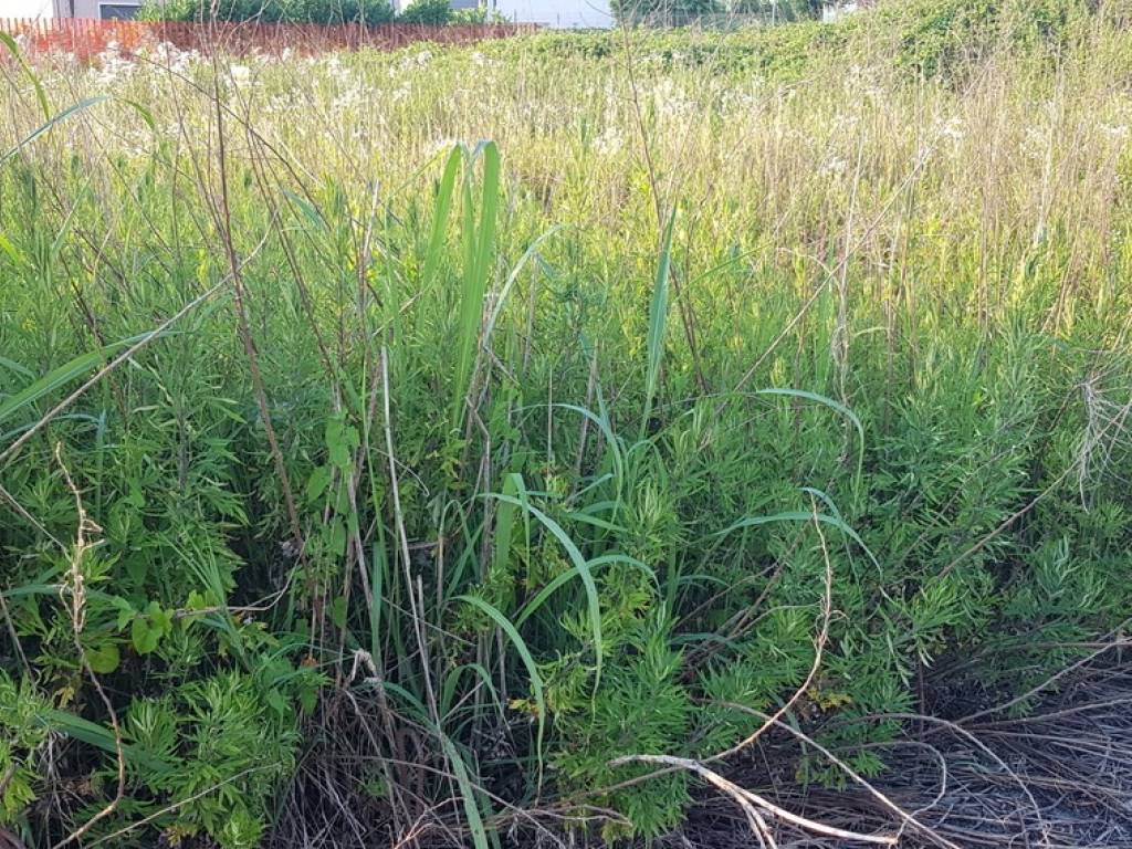 Terreno a Castelfranco veneto in Via Danelli - Foto 3