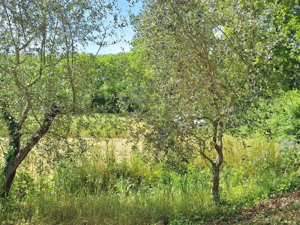Rustico / casale a Castiglione della pescaia in Strada dell'Agnone - Foto 4