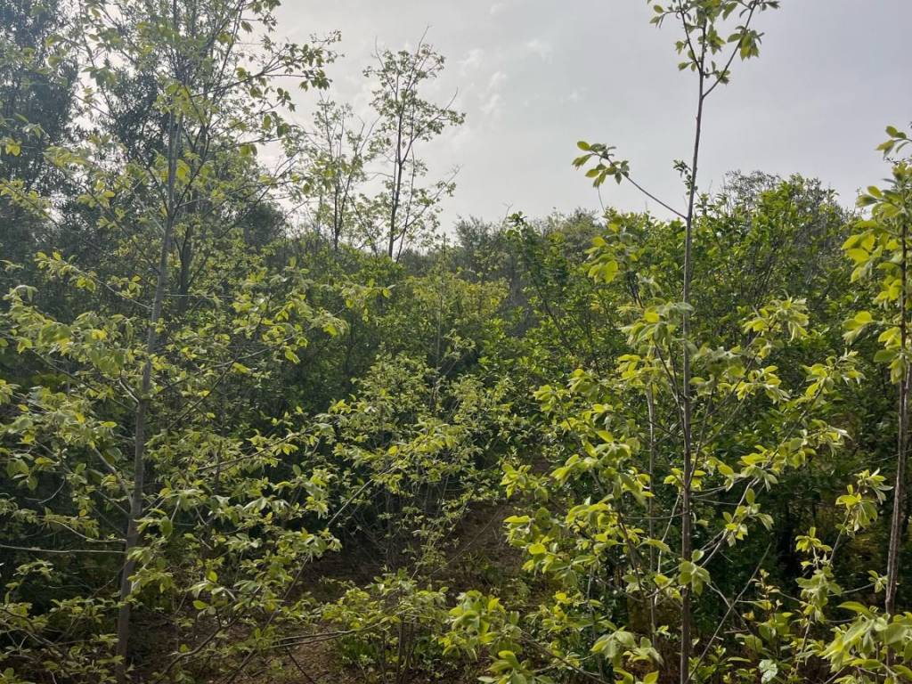 Terreno a Santa flavia in Contrada Bellacera - Foto 4