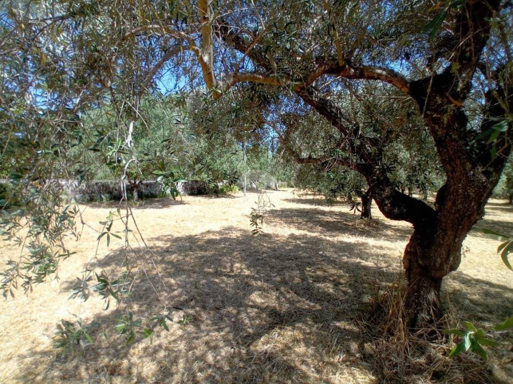 Rustico / casale a Castel sant'elia in Via del Giardino - Foto 3