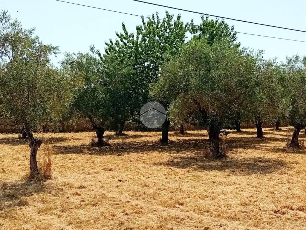 Rustico / casale a Castel sant'elia in Via del Giardino - Foto 5