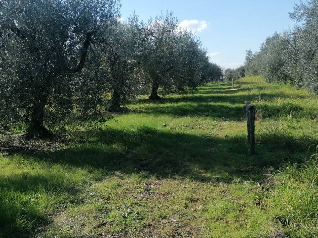Terreno a Cori in Contrada Carbonaro - Foto 2