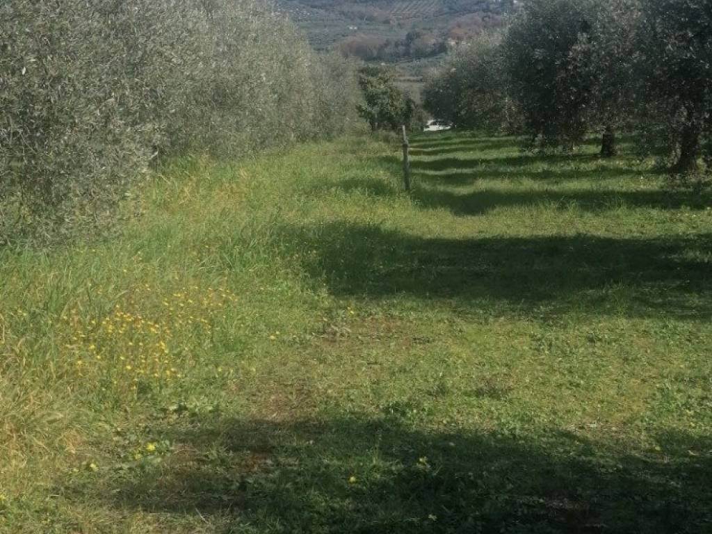 Terreno a Cori in Contrada Carbonaro - Foto 3