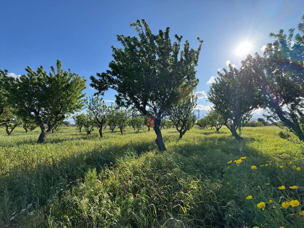 Terreno a Carovigno - Foto 2