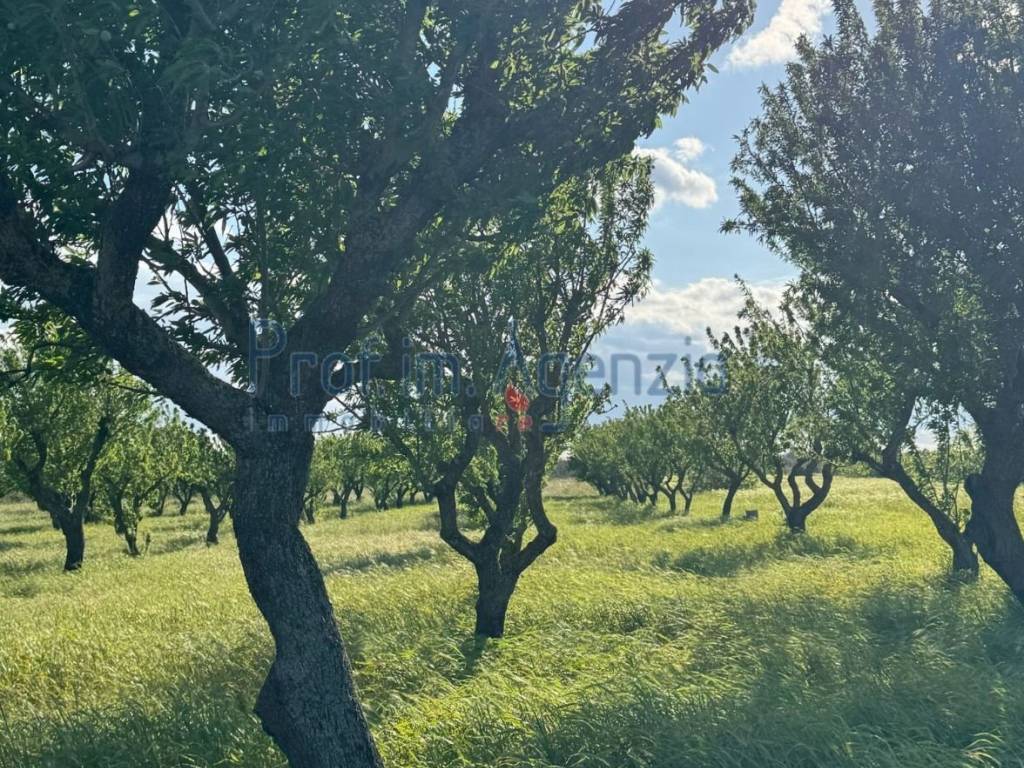 Terreno a Carovigno - Foto 4