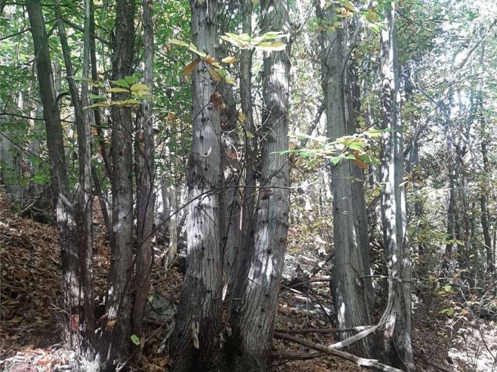 Terreno a Gordona in Via Castanedi - Foto 2