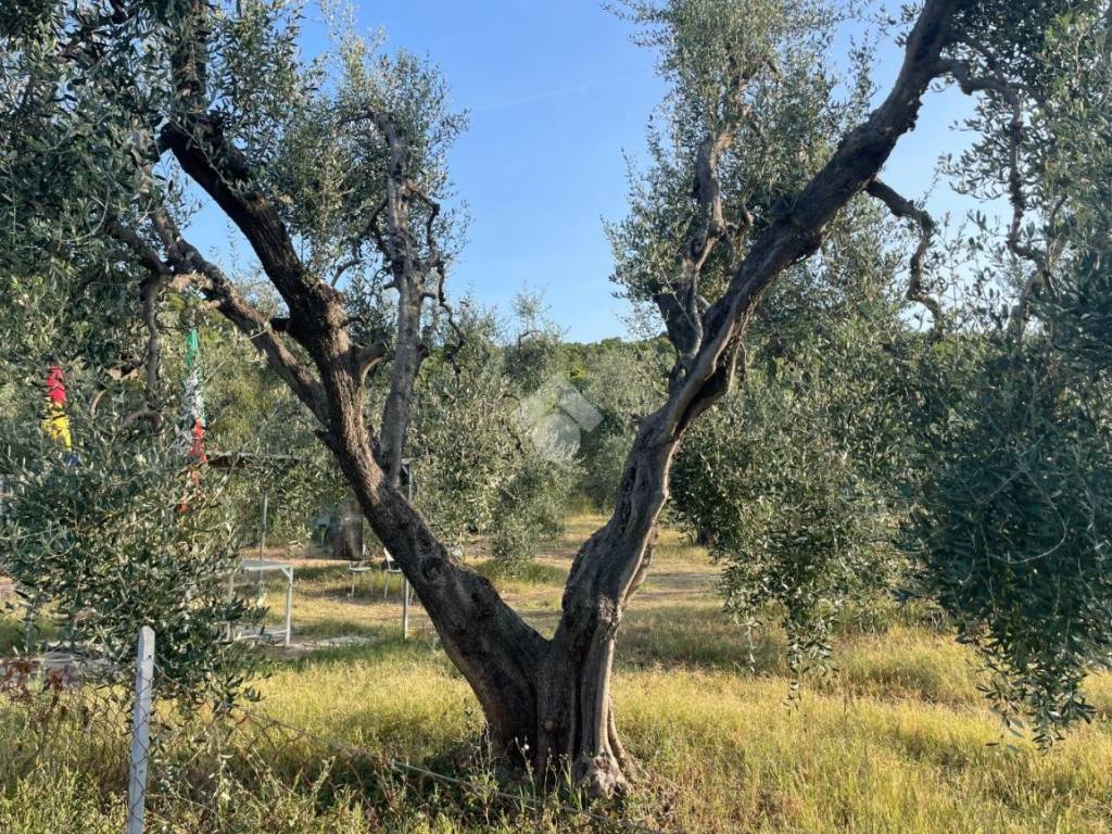 Terreno a Vieste in Via LOC.SFINALE - Foto 4