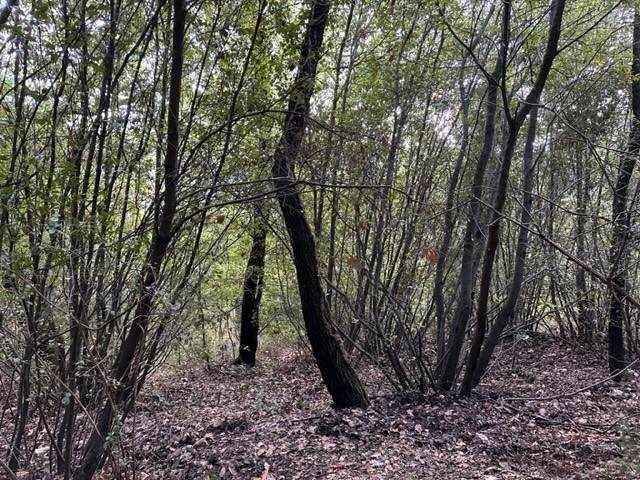 Terreno a Narni in Narni - Foto 4