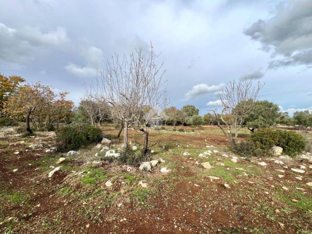 Terreno a Ceglie messapica in Contrada Amato - Foto 2